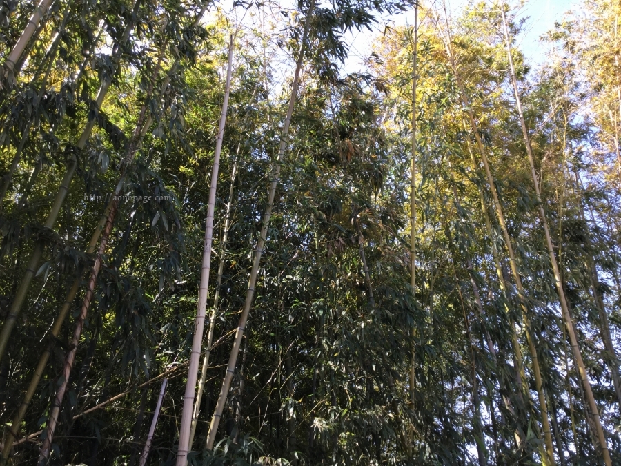 鴨神社 竹林